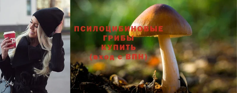 Псилоцибиновые грибы Magic Shrooms  где купить наркотик  Гудермес 